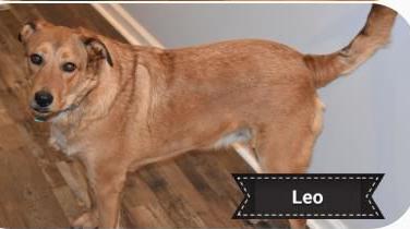 Leo.jpg